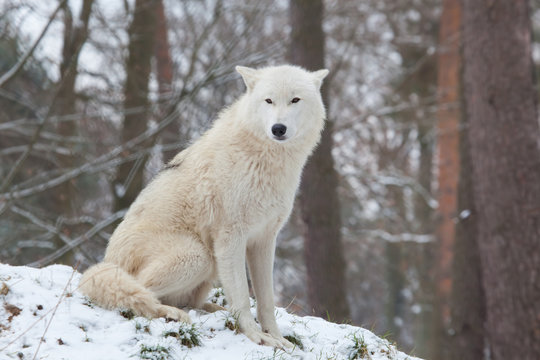 sitting arctic wolf