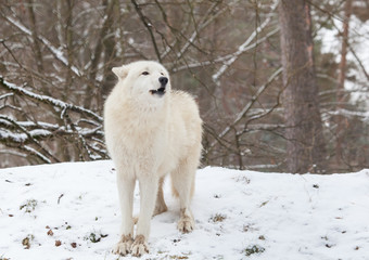 howling arctic wolf