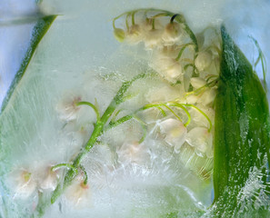 Frozen    lily of the valley flower