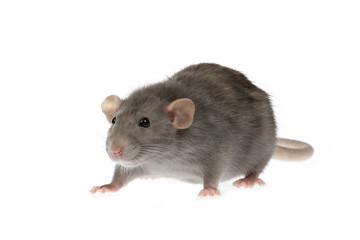 portrait rat gris