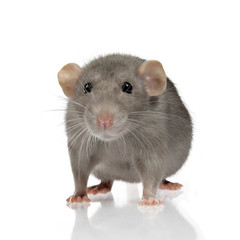 portrait mignon rat gris