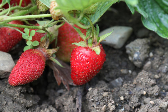 fraises