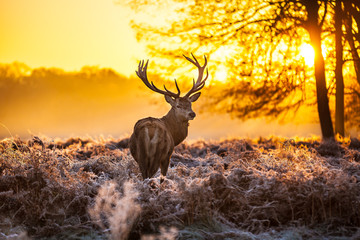 Red deer in morning sun - obrazy, fototapety, plakaty