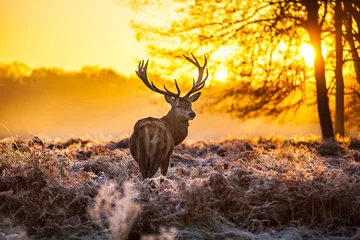 Foto auf Acrylglas Hirsch Rotwild in der Morgensonne