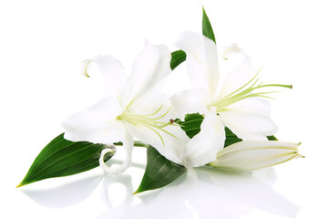 Obraz na płótnie Canvas Piękna lilia, na białym tle