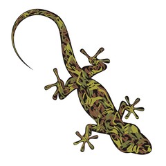 Naklejka premium Salamandra_5