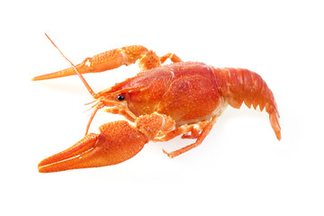 crawfish