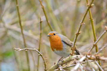 Robin