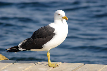 Fototapeta premium Black backed gull