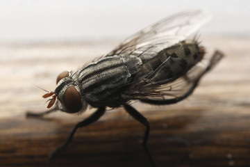 Closeup Fly