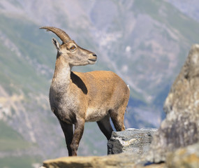 Alpine ibex - Steinbock