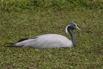 Demoiselle Crane, Anthropoides virgo