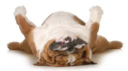 Printed kitchen splashbacks Dog dog sleeping