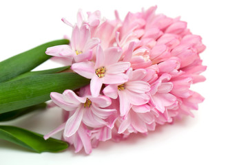 pink hyacinth