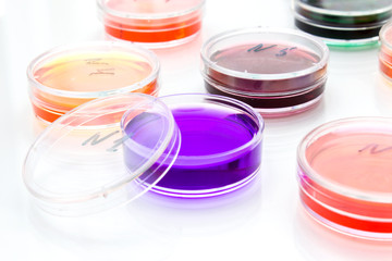 Color liquid in old plastic petri dishes