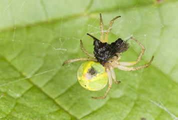 Cucumber spider with caught insect, macro photo