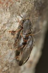 Mating Phloeotrya rufipes, Melandryidae, macro photo