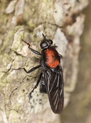 Large wood living fly on wood, macro photo