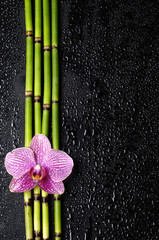 pink orchid with bamboo grove on black