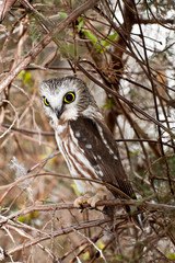 Northern Saw-whet owl