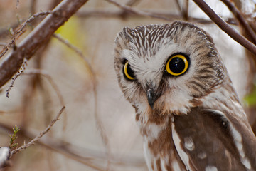 Northern Saw-whet owl