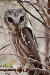 Saw-whet Owl