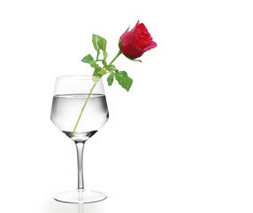 rose in the wine glass