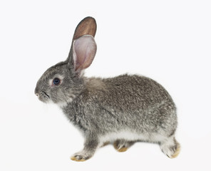 Gray rabbit