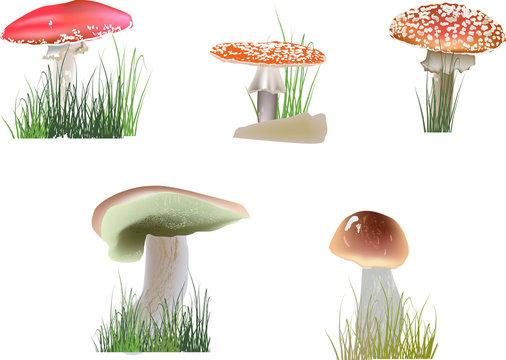 color mushrooms in grass on white