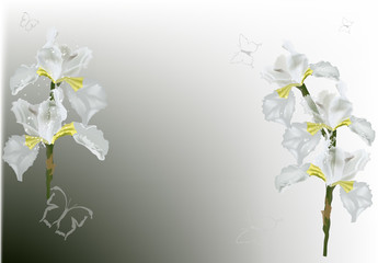 white iris composition on light background