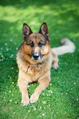 German shepherd dog portrait