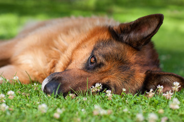 german shepherd lying on grass