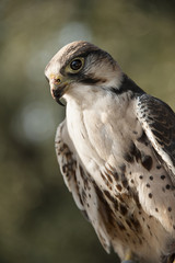 Fototapeta premium Falcon