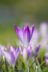 purple crocus spring flowers
