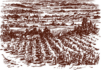 village landscape with vineyards