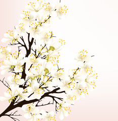Floral spring vector background with pretty white flowers on che