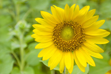Fototapeta premium Closeup Sunflowers on the field