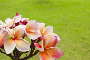 Plumeria flowers