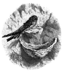 Bird : Swallow - Hirondelle Salangane - Schwalbe © Erica Guilane-Nachez