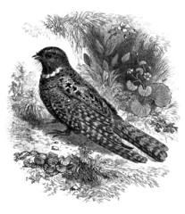 Fototapeta premium Bird : Nightjar - Caprimulgus Vociferus - Engoulevent