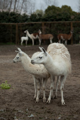 Obraz premium Alpaka