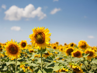 Sunflower field