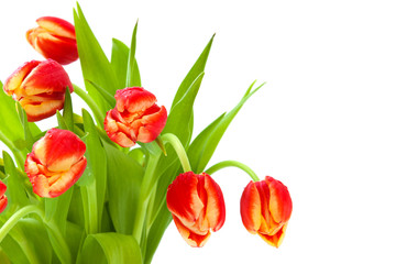 Tulpen isoliert auf wei&szlig;.