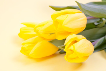 yellow, fresh tulips