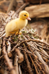 Cute little gosling over branches tree.