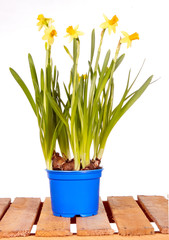 narcissus flowers isolated on white background