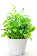 Naklejka premium forget-me-not