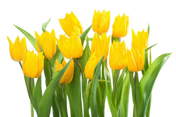 Bouquet of Yellow Tulips