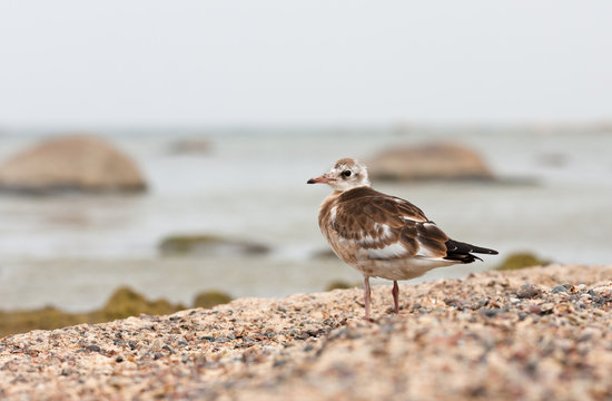 Sea gull or mew