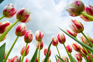 Crédence de cuisine en verre imprimé Tulipe Champ de tulipes
